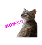 とっても可愛い猫スタンプ2（個別スタンプ：6）
