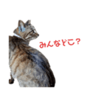 とっても可愛い猫スタンプ2（個別スタンプ：7）