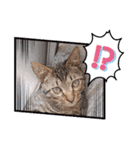 にゃんこリトルブラザーズ2 おまけ付き（個別スタンプ：2）