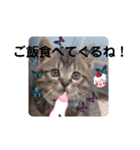 にゃんこリトルブラザーズ2 おまけ付き（個別スタンプ：6）