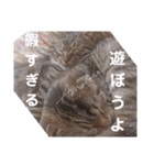 にゃんこリトルブラザーズ2 おまけ付き（個別スタンプ：14）