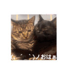 にゃんこリトルブラザーズ2 おまけ付き（個別スタンプ：15）