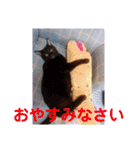 にゃんこリトルブラザーズ2 おまけ付き（個別スタンプ：17）