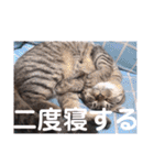 にゃんこリトルブラザーズ2 おまけ付き（個別スタンプ：19）
