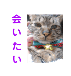 にゃんこリトルブラザーズ2 おまけ付き（個別スタンプ：21）
