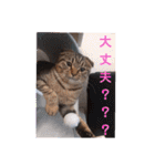 にゃんこリトルブラザーズ2 おまけ付き（個別スタンプ：23）