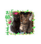 にゃんこリトルブラザーズ2 おまけ付き（個別スタンプ：24）