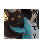 にゃんこリトルブラザーズ2 おまけ付き（個別スタンプ：26）