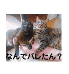 にゃんこリトルブラザーズ2 おまけ付き（個別スタンプ：29）