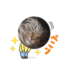 にゃんこリトルブラザーズ2 おまけ付き（個別スタンプ：35）