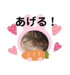 にゃんこリトルブラザーズ2 おまけ付き（個別スタンプ：39）
