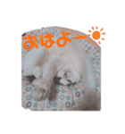 HAPPY鍵しっぽキー（個別スタンプ：6）
