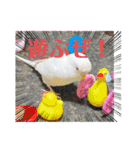 アルビノインコ きーちゃん5弾！（個別スタンプ：1）