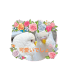 アルビノインコ きーちゃん5弾！（個別スタンプ：2）