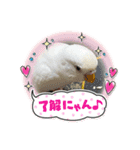 アルビノインコ きーちゃん5弾！（個別スタンプ：3）