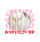 アルビノインコ きーちゃん5弾！（個別スタンプ：4）