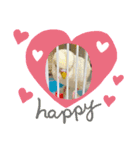 アルビノインコ きーちゃん5弾！（個別スタンプ：5）
