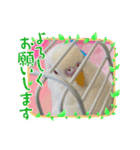 アルビノインコ きーちゃん5弾！（個別スタンプ：6）