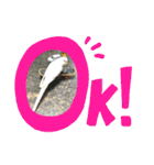 アルビノインコ きーちゃん5弾！（個別スタンプ：7）