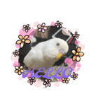 アルビノインコ きーちゃん5弾！（個別スタンプ：10）