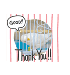 アルビノインコ きーちゃん5弾！（個別スタンプ：11）