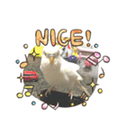 アルビノインコ きーちゃん5弾！（個別スタンプ：13）