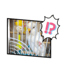 アルビノインコ きーちゃん5弾！（個別スタンプ：14）