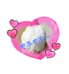 アルビノインコ きーちゃん5弾！（個別スタンプ：15）