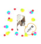 ラッキースタンプ。（個別スタンプ：5）
