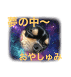 じろの日常6（個別スタンプ：6）