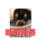 じろの日常6（個別スタンプ：12）
