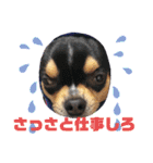 じろの日常6（個別スタンプ：15）