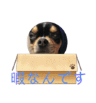 じろの日常6（個別スタンプ：18）
