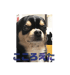 じろの日常6（個別スタンプ：30）