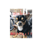 じろの日常6（個別スタンプ：34）