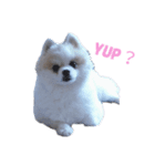 ポメラニアンの愛犬（個別スタンプ：1）