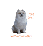 ポメラニアンの愛犬（個別スタンプ：2）