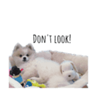 ポメラニアンの愛犬（個別スタンプ：4）
