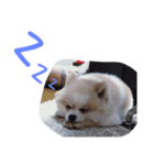 ポメラニアンの愛犬（個別スタンプ：5）