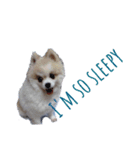 ポメラニアンの愛犬（個別スタンプ：6）