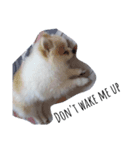 ポメラニアンの愛犬（個別スタンプ：7）