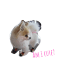 ポメラニアンの愛犬（個別スタンプ：8）