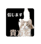 猫菩薩（個別スタンプ：3）