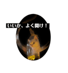 猫菩薩（個別スタンプ：4）