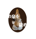 猫菩薩（個別スタンプ：6）