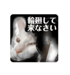 猫菩薩（個別スタンプ：7）