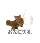 猫菩薩（個別スタンプ：8）