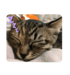 みかんスタンプ01（個別スタンプ：2）