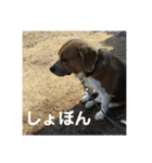 色々使えるぷらむちゃん（個別スタンプ：1）