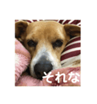 色々使えるぷらむちゃん（個別スタンプ：3）